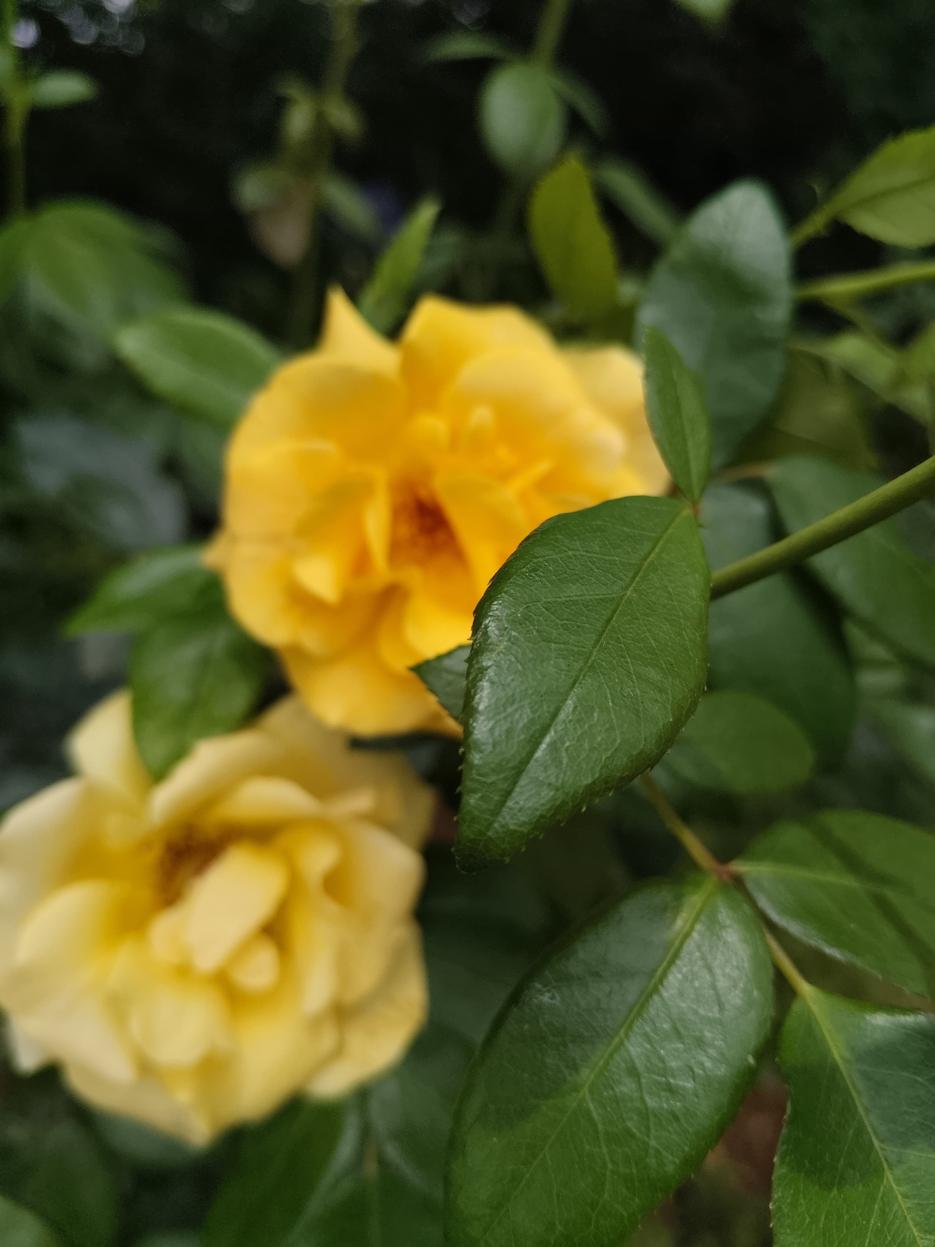 Garden in bloom