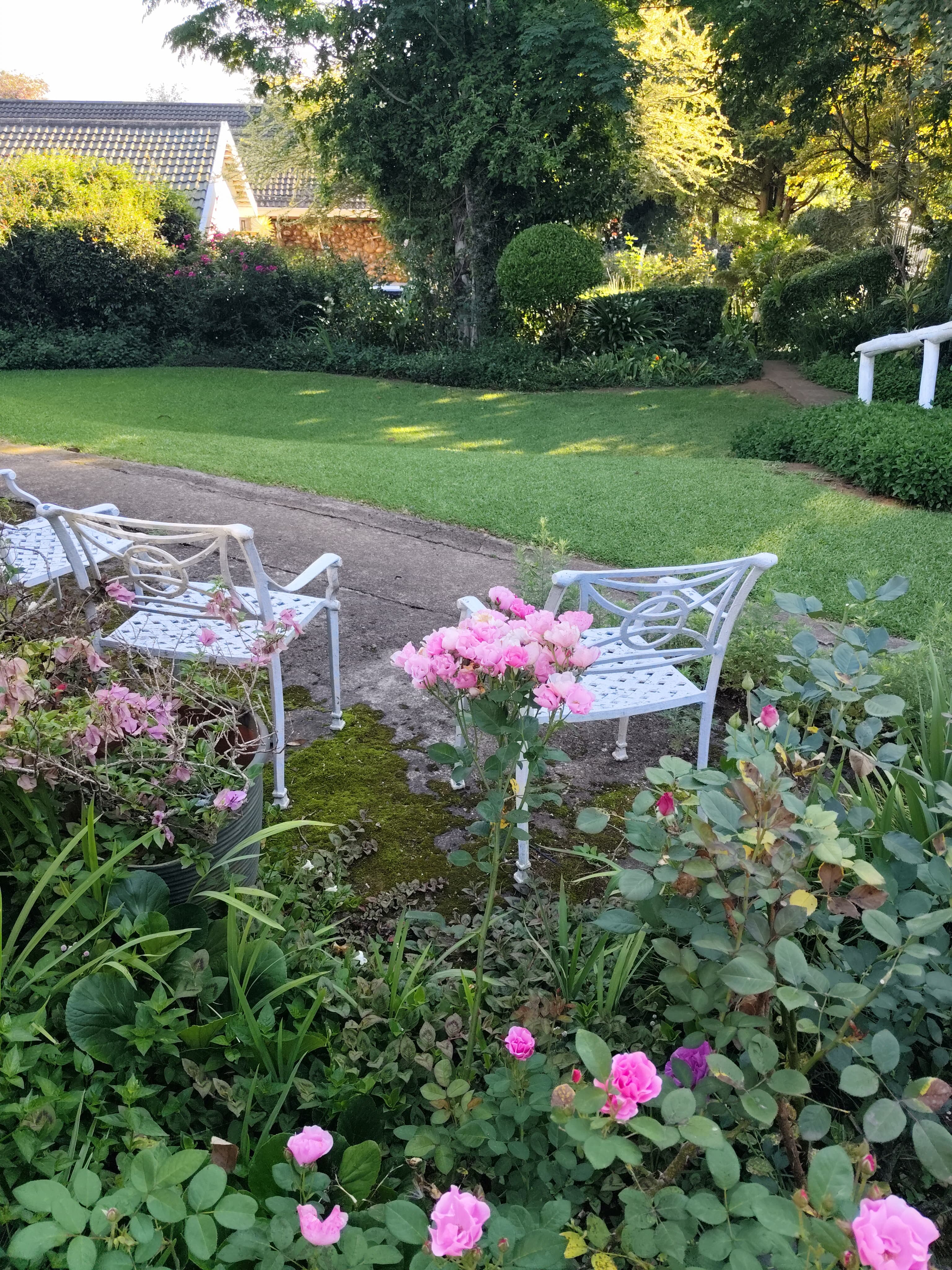 Garden path and plantings