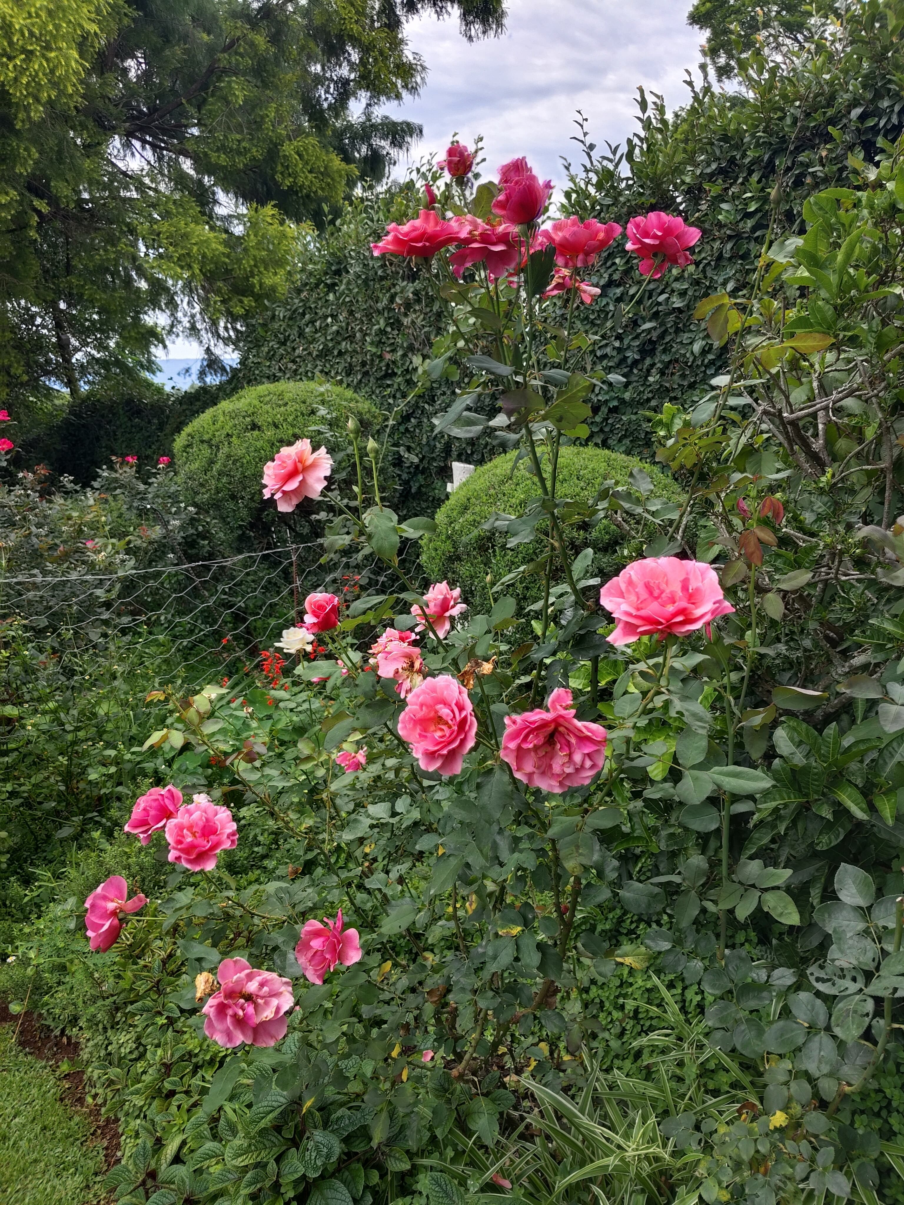 Lush garden at The Rawstornes