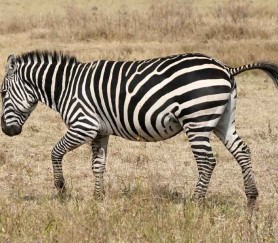 Zebra-278x243
